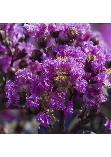 Videolu Çok Çiçekli Mor Oya Çiçeği Fidanı 40-60 cm Tüplü Dış Mekan Ağaçları Purple Lagerstromia modelleri