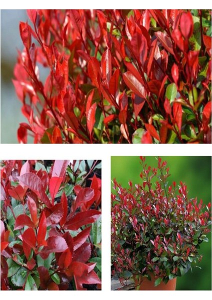 Videolu Alev Çalısı Bitkisi 40 cm Saksılı/Tüplü Dış Mekan Bitkisi Photinia Serrulata