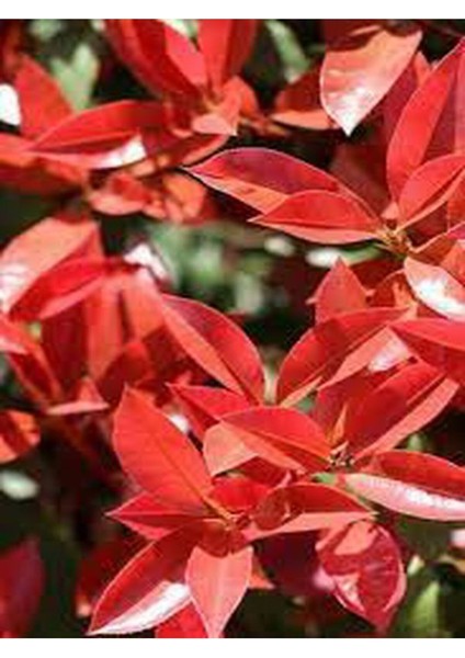 Videolu Alev Çalısı Bitkisi 40 cm Saksılı/Tüplü Dış Mekan Bitkisi Photinia Serrulata