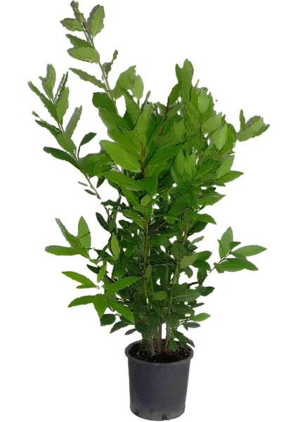 Defne Çalısı FidanI(40-60 cm)+Altuni Taflan(30-40 cm) 2'li Set Saksılı Bahçe Bitkisi fiyatları