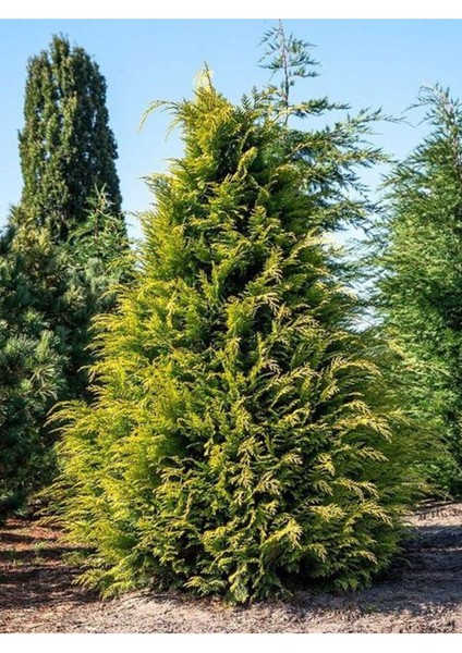 Videolu Leylandii Melez Servi Fidanı 1 Adet Saksılı/ Tüplü 30-50 cm (Leylandii Cedar)