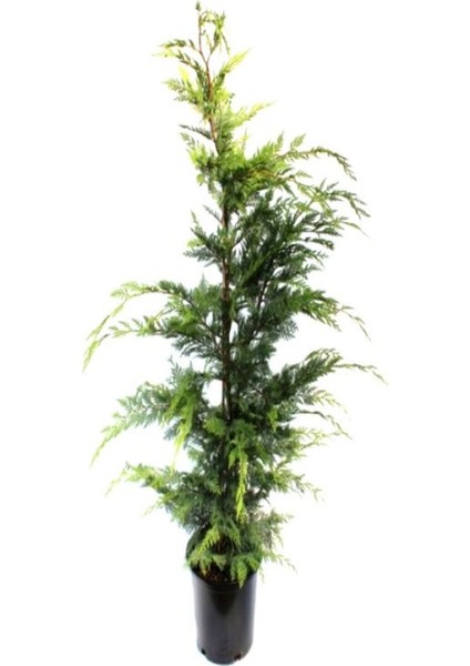Videolu Leylandii Melez Servi Fidanı 1 Adet Saksılı/ Tüplü 30-50 cm (Leylandii Cedar)