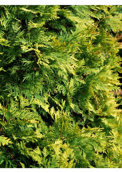 Videolu Leylandii Melez Servi Fidanı 1 Adet Saksılı/ Tüplü 30-50 cm (Leylandii Cedar)