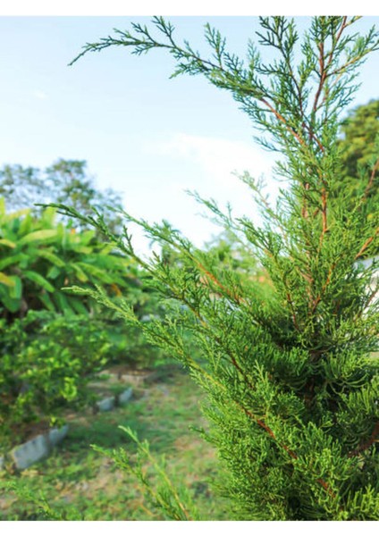 Videolu Leylandii Melez Servi Fidanı 1 Adet Saksılı/ Tüplü 30-50 cm (Leylandii Cedar)