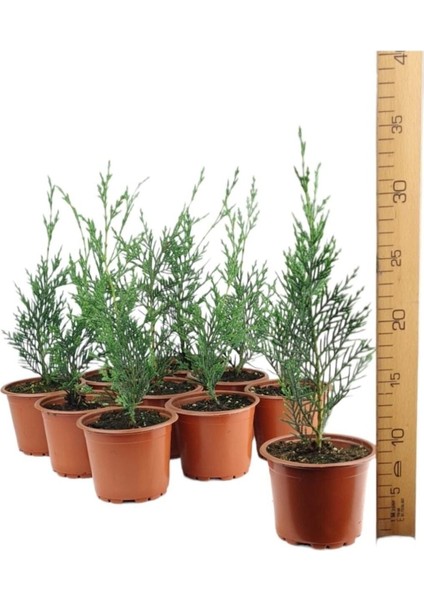 Videolu Yeşil Leylandi Bitkisi 35-50 cm 10 Adet Saksılı/Tüplü Dış Mekan Ağaçları Cupressocyparis