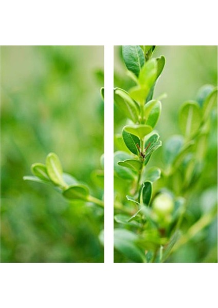 Videolu Şimşir Çalı 30-40 cm Saksılı/Tüplü Dış Mekan Bitkileri (Buxus Microphylla 'faulkner')