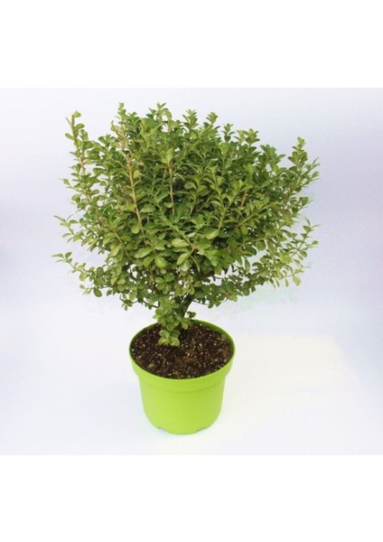 Videolu Şimşir Çalı 30-40 cm Saksılı/Tüplü Dış Mekan Bitkileri (Buxus Microphylla 'faulkner') fiyatları