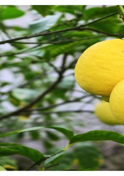 Videolu Sulu Limon Ağacı Fidanı 70-100 cm Saksılı/Tüplü Dış Mekan Ağaçları Lemon Tree
