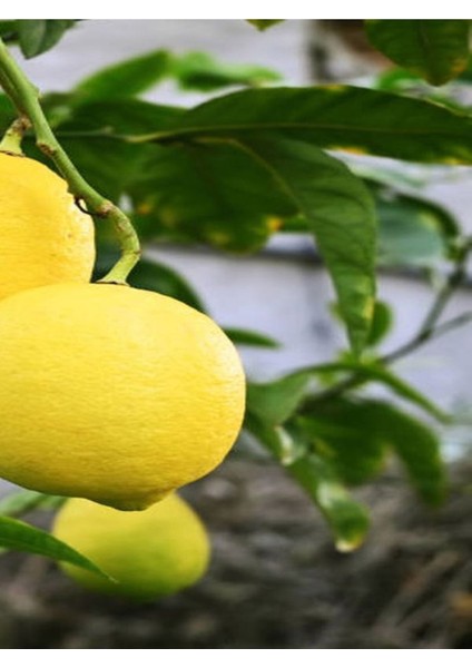 Videolu Sulu Limon Ağacı Fidanı 70-100 cm Saksılı/Tüplü Dış Mekan Ağaçları Lemon Tree