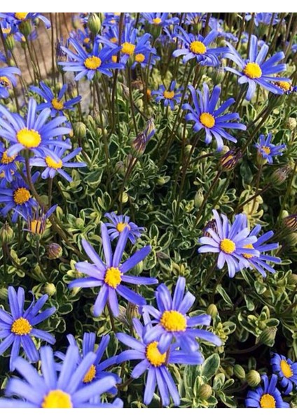 Videolu Mavi Çalı Papatyası 1 Adet Saksılı/ Tüplü 20-45 cm (Felicia Blue Daisy Bush) fiyatları