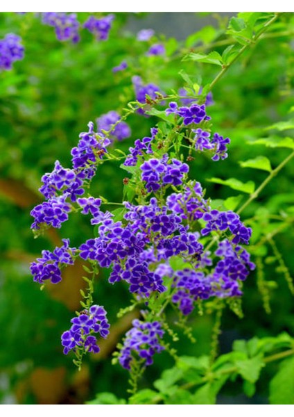 Videolu 1 Adet Ağaç Menekşesi Fidanı Saksılı 65-125 cm (Japanese Tree Lilac)