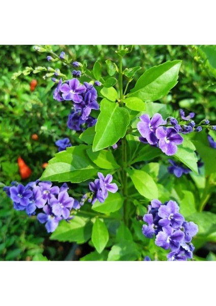 Videolu 1 Adet Ağaç Menekşesi Fidanı Saksılı 65-125 cm (Japanese Tree Lilac)