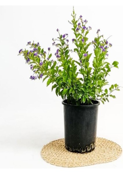 Videolu 1 Adet Ağaç Menekşesi Fidanı Saksılı 65-125 cm (Japanese Tree Lilac)