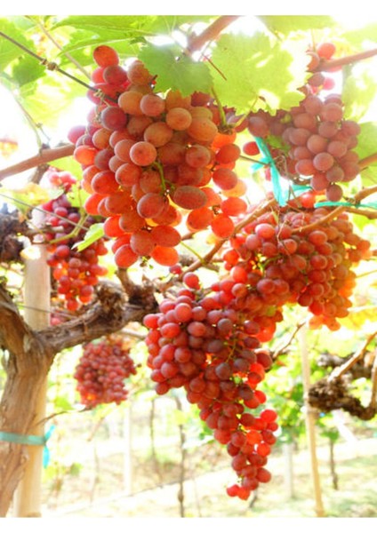 Videolu Tatlı Pembe Üzüm 1 Adet Saksılı/ Tüplü 30-60 cm Dış Mekan Bitkisi ( Pink Grapes )