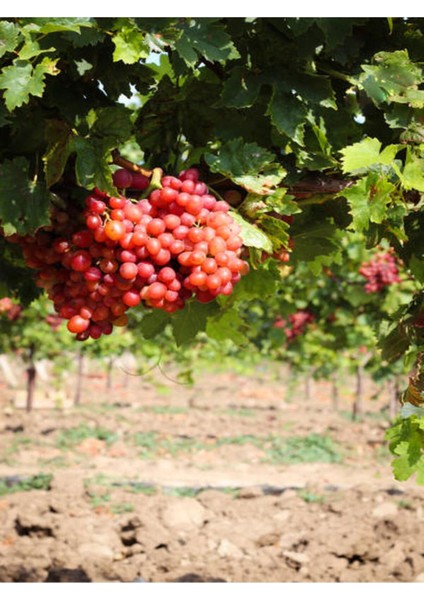 Videolu Tatlı Pembe Üzüm 1 Adet Saksılı/ Tüplü 30-60 cm Dış Mekan Bitkisi ( Pink Grapes ) fiyatları