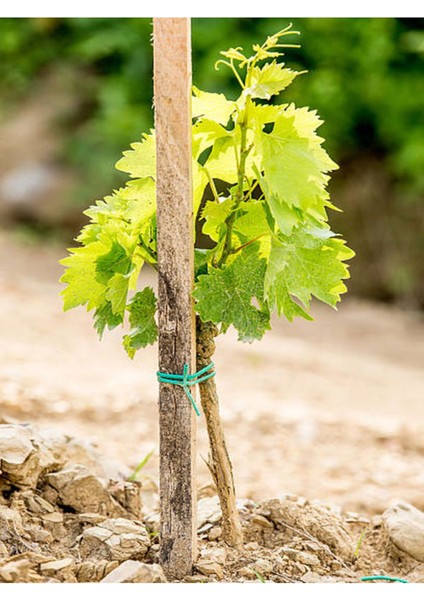 Videolu Tatlı Pembe Üzüm 1 Adet Saksılı/ Tüplü 30-60 cm Dış Mekan Bitkisi ( Pink Grapes ) fırsatları