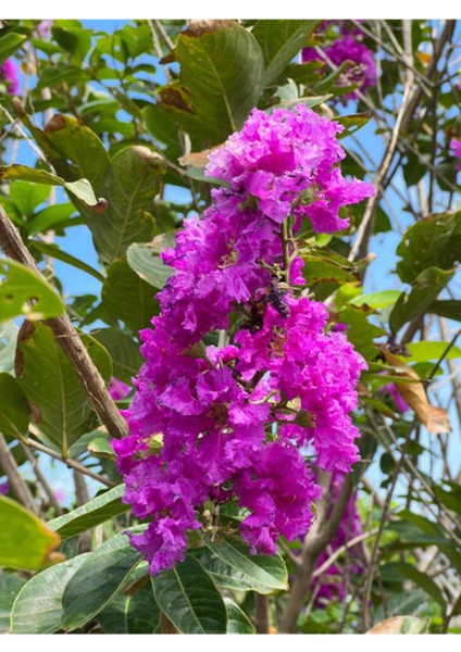 Videolu Mor Oya Çalısı Fidanı 1 Adet Saksılı/ Tüplü 40-70 cm (Purple Lagerstroemia Indica)