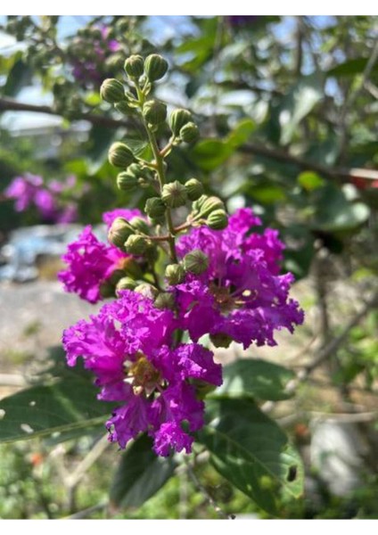 Videolu Mor Oya Çalısı Fidanı 1 Adet Saksılı/ Tüplü 40-70 cm (Purple Lagerstroemia Indica) fiyatları