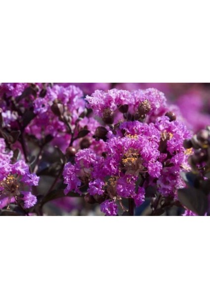 Mor Oya Ciçeği Fidanı 60 cm Saksılı