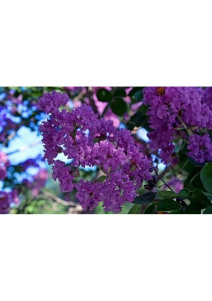 Mor Oya Ciçeği Fidanı 60 cm Saksılı fiyatları