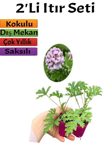 Yoğun Kokulu Itır Çiçeği Bitkisi(10-20 cm)2 Adet Saksılı Dış Mekan Bitkisi