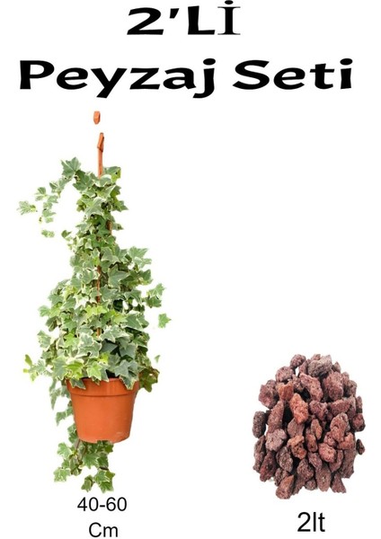 2'li Peyzaj Seti Hedera Helix Sarmaşığı + Curf