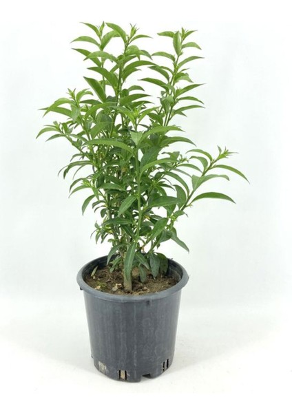 Videolu Mis Kokulu 1 Adet Melisa Çiçeği Fidanı Saksılı 50-110 cm (Lemon Balm)
