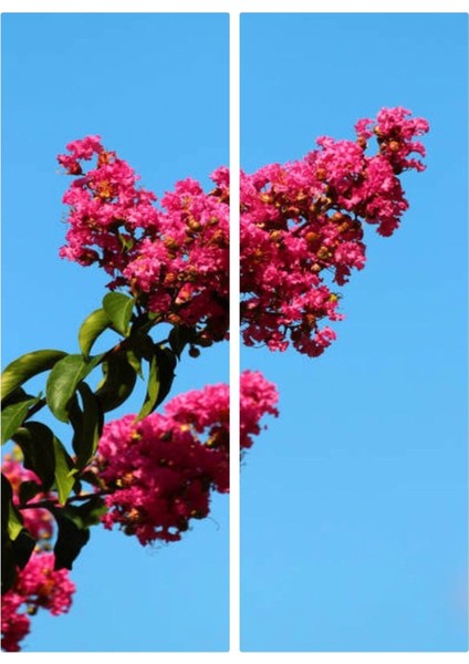 Videolu Pembe Renk Oya Ağacı Fidanı 60-100 cm Tüplü Dış Mekan Ağaçları (Lagerstroemia)