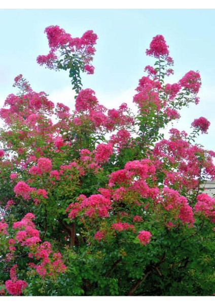 Videolu Pembe Renk Oya Ağacı Fidanı 60-100 cm Tüplü Dış Mekan Ağaçları (Lagerstroemia)