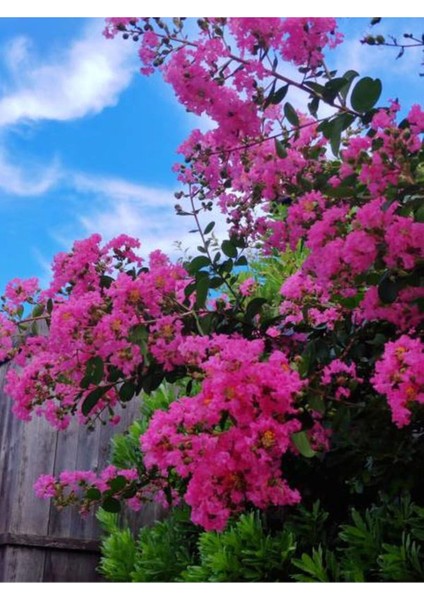 Videolu Pembe Renk Oya Ağacı Fidanı 60-100 cm Tüplü Dış Mekan Ağaçları (Lagerstroemia)