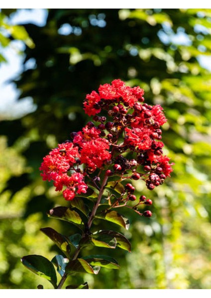 Videolu Bodur Kırmızı Oya Ağacı 1 Adet Saksılı 40-70 cm Bahçe Bitkisi (Red Lagerstroemia Indica)