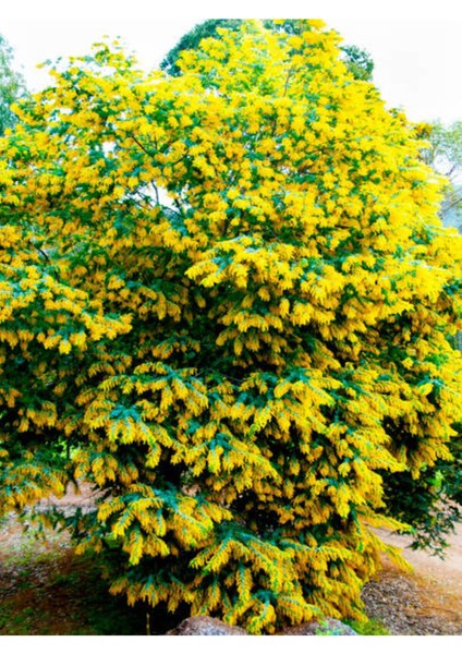 Videolu Sarı Beyaz Mor 3 Adet Oya Ağacı Fidanı 30-75 cm Tüplü (Yellow White Purple Lacebark) fırsatları