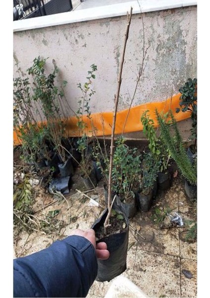 Videolu Sarı Beyaz Mor 3 Adet Oya Ağacı Fidanı 30-75 cm Tüplü (Yellow White Purple Lacebark) indirimleri