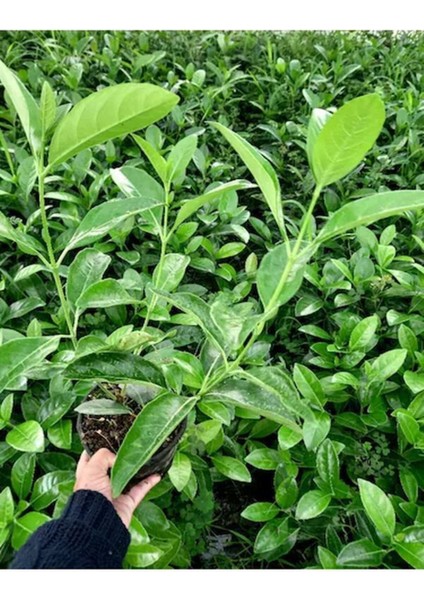 Videolu Çit Kartopu Bitkisi Fidanı 1 Adet 30-50 cm Saksılıtüplü (Viburnum Lucidium)