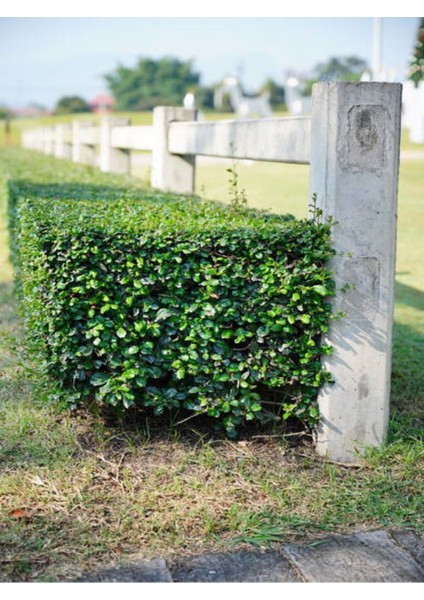 Videolu Şimşir Çalısı Fidanı 30-45 cm Saksılı Dış Mekan Bitkileri (Buxus Microphylla 'faulkner')