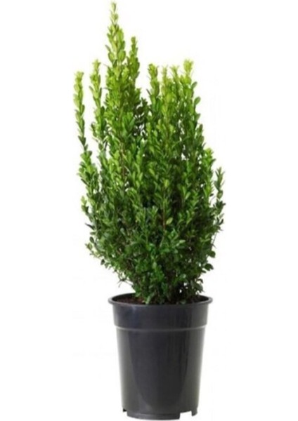 Videolu Şimşir Çalısı Fidanı 30-45 cm Saksılı Dış Mekan Bitkileri (Buxus Microphylla 'faulkner') fiyatları