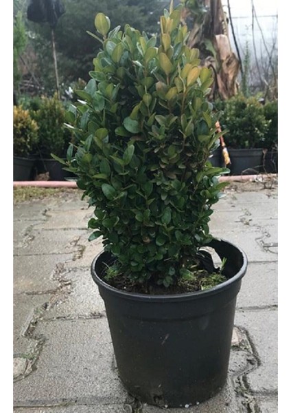 Videolu Şimşir Çalısı Fidanı 30-45 cm Saksılı Dış Mekan Bitkileri (Buxus Microphylla 'faulkner') modelleri