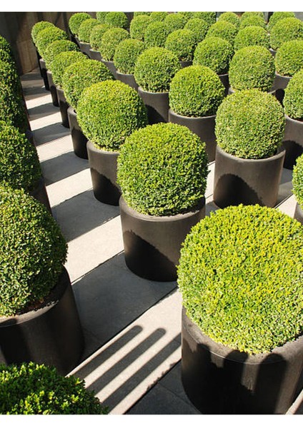 Videolu Şimşir Çalısı Fidanı 30-45 cm Saksılı Dış Mekan Bitkileri (Buxus Microphylla 'faulkner') fırsatları