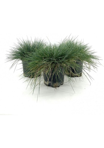 Videolu Natural Mavi Çim Bitkisi Fidanı 3 Adet 25-40 cm Saksılı Dış Mekan Ağaçları Festuca Glauca