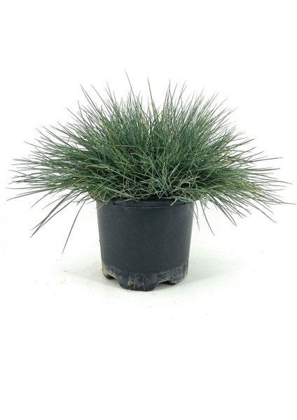 Videolu Natural Mavi Çim Bitkisi Fidanı 3 Adet 25-40 cm Saksılı Dış Mekan Ağaçları Festuca Glauca fiyatları
