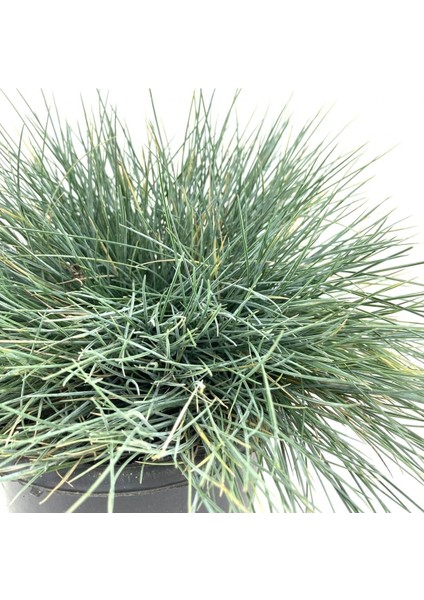 Videolu Natural Mavi Çim Bitkisi Fidanı 3 Adet 25-40 cm Saksılı Dış Mekan Ağaçları Festuca Glauca modelleri