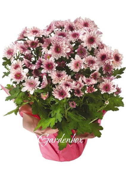 Sevgililer Günü Hediyesi Pembe Renk Kasımpatı Çiçeği Hediye Paketli