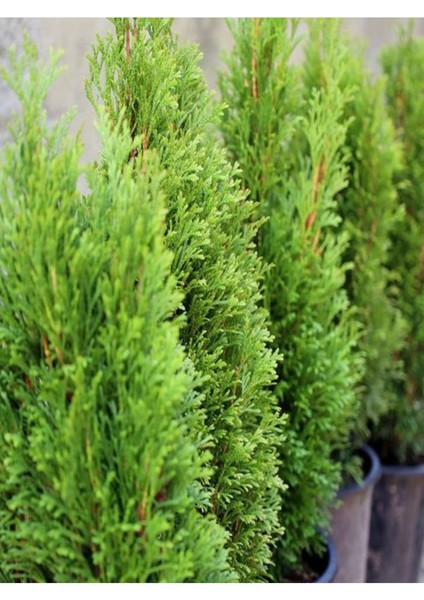 Videolu Leylandi Çam Fidanı 1 Adet Saksılı/ Tüplü 40-60 cm Bahçe Bitkisi (Cupressocyparis Leylandii)