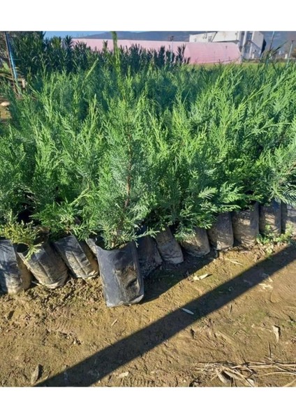 Videolu Leylandi Çam Fidanı 1 Adet Saksılı/ Tüplü 40-60 cm Bahçe Bitkisi (Cupressocyparis Leylandii) fiyatları