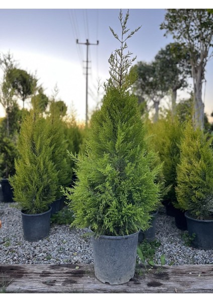 Videolu Limon Selvi Çamı Fidanı 1 Adet 60-120 cm Saksılı (Lemon Cypress) fiyatları