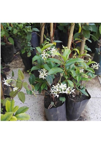 9 Adet Tüplü Mis Kokulu Arap Yasemini Rhyncospermum Jasminoides Türü 40-50 cm Boyunda
