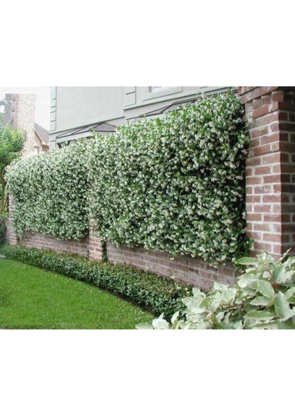 9 Adet Tüplü Mis Kokulu Arap Yasemini Rhyncospermum Jasminoides Türü 40-50 cm Boyunda