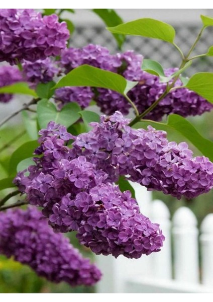 Videolu Lila Leylak Çiçeği 1 Adet Saksılı 50-70 cm (Leilac Flower)