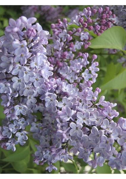 Videolu Lila Leylak Çiçeği 1 Adet Saksılı 50-70 cm (Leilac Flower) fiyatları