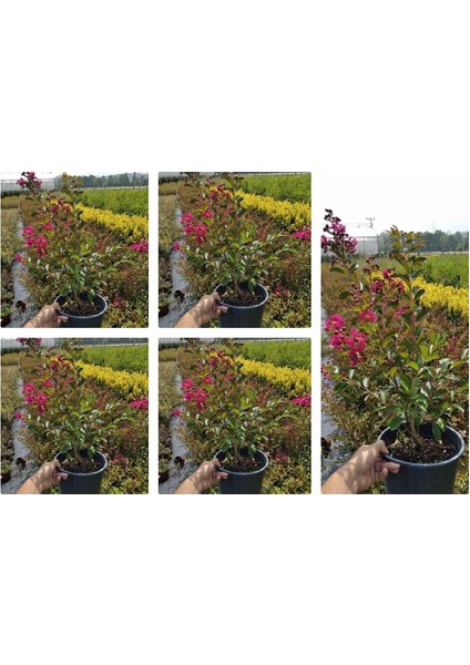 Videolu Pembe Oya Ağacı Çiçeği Fidanı 10 Adet Ayrı Saksılı (Lagerstroemia Indica)